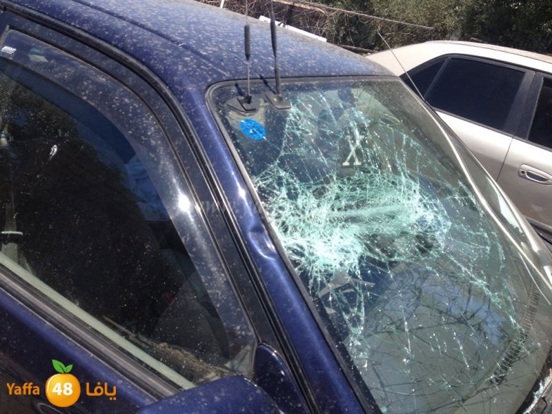 fight 2 famlilesi (9).JPG